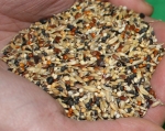 Waldvogelfutter (5 x 5 kg) -K-